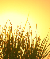 ppf73f1554.png